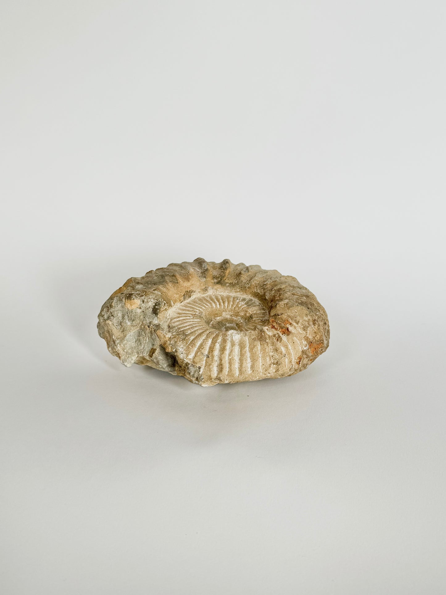 Authentic Ammonite Fossil