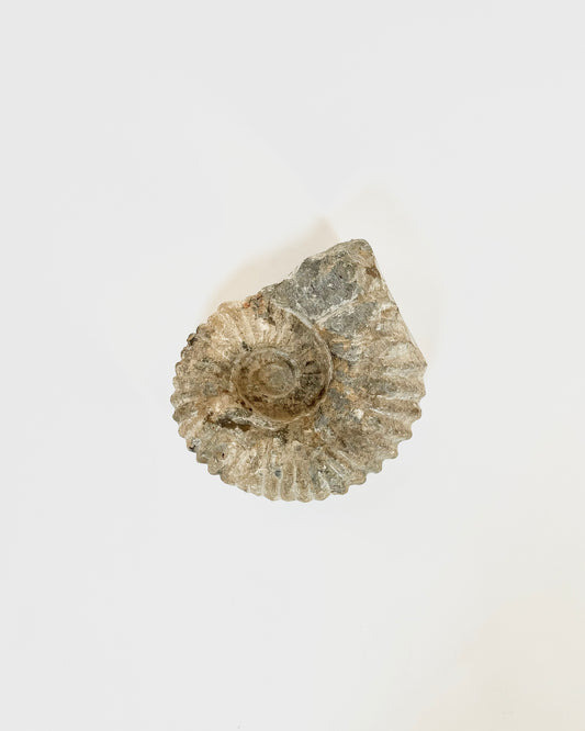 Authentic Ammonite Fossil